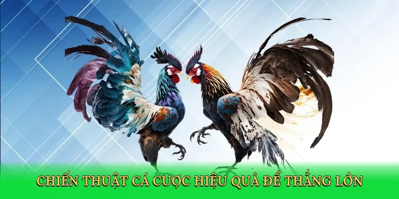 Chiến thuật cá cược hiệu quả để thắng lớn