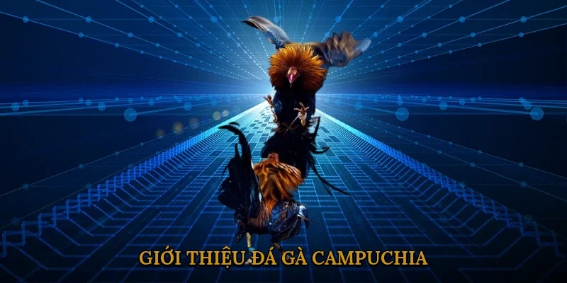 gioi-thieu-da-ga-campuchia-1