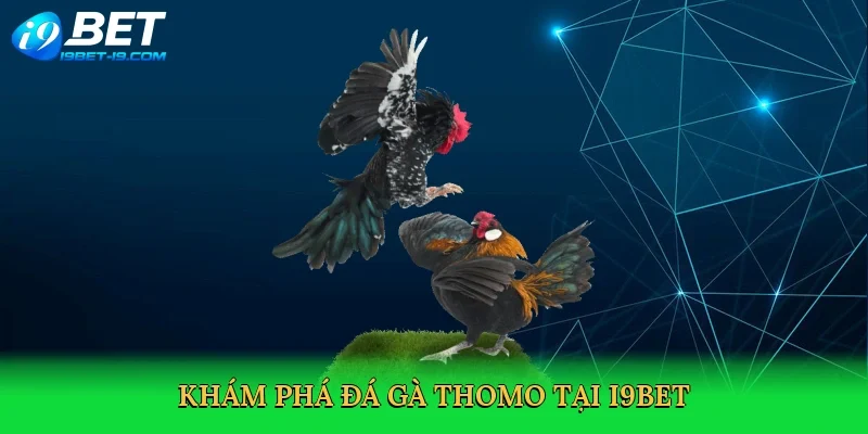 Khám phá Đá gà Thomo tại i9bet