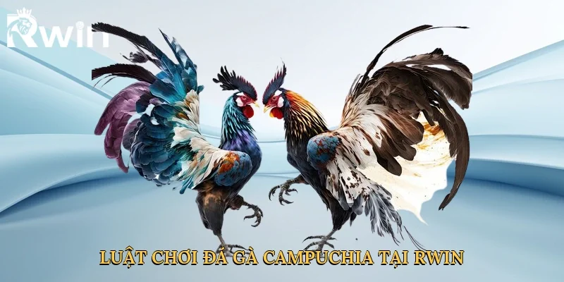 Luật chơi đá gà Campuchia tại Rwin dẫn đầu xu hướng cá cược chuyên nghiệp